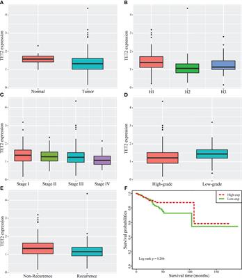 Metformin Regulates TET2 Expression to Inhibit Endometrial Carcinoma Proliferation: A New Mechanism